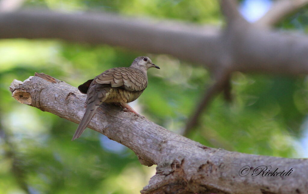 Inca Dove