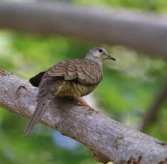 Colombe inca