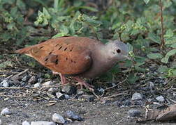 Ruddy Ground Dove