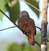 Ruddy Ground Dove