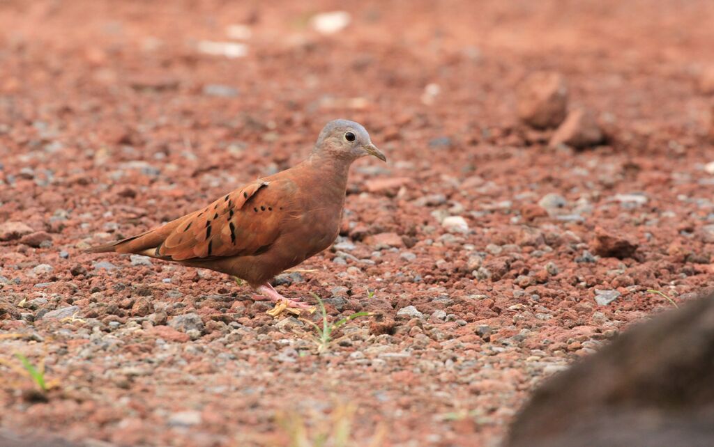 Ruddy Ground Dove