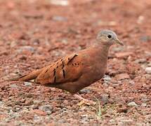 Ruddy Ground Dove