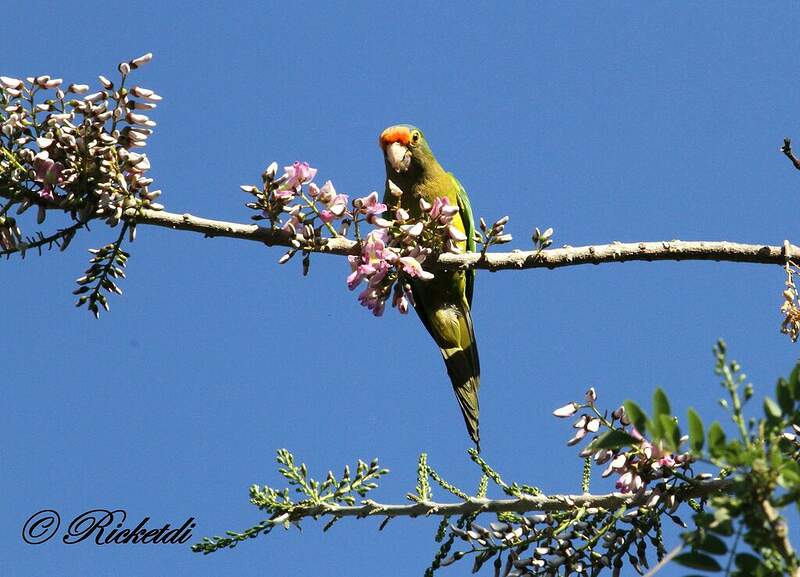 Conure à front rouge fori155633