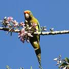 Conure à front rouge