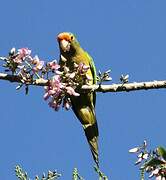 Orange-fronted Parakeet