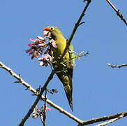 Conure à front rouge