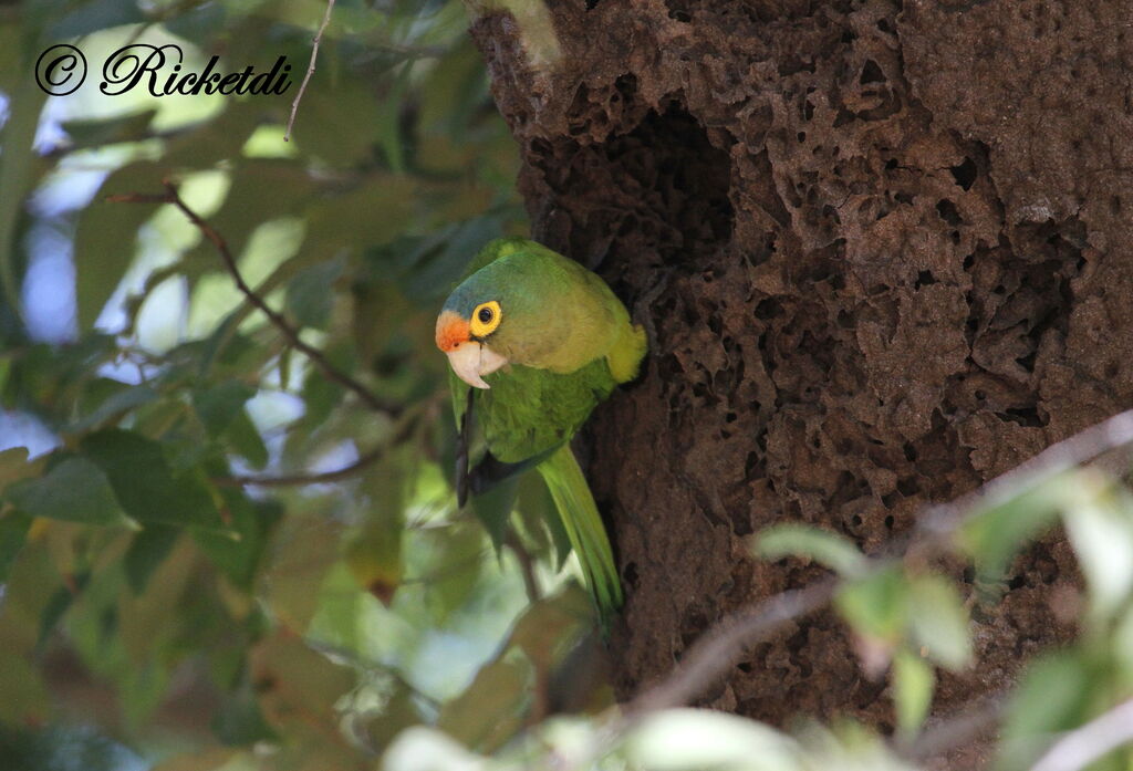 Orange-fronted Parakeet