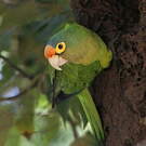 Conure à front rouge