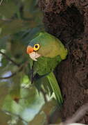 Orange-fronted Parakeet