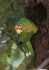 Conure à front rouge