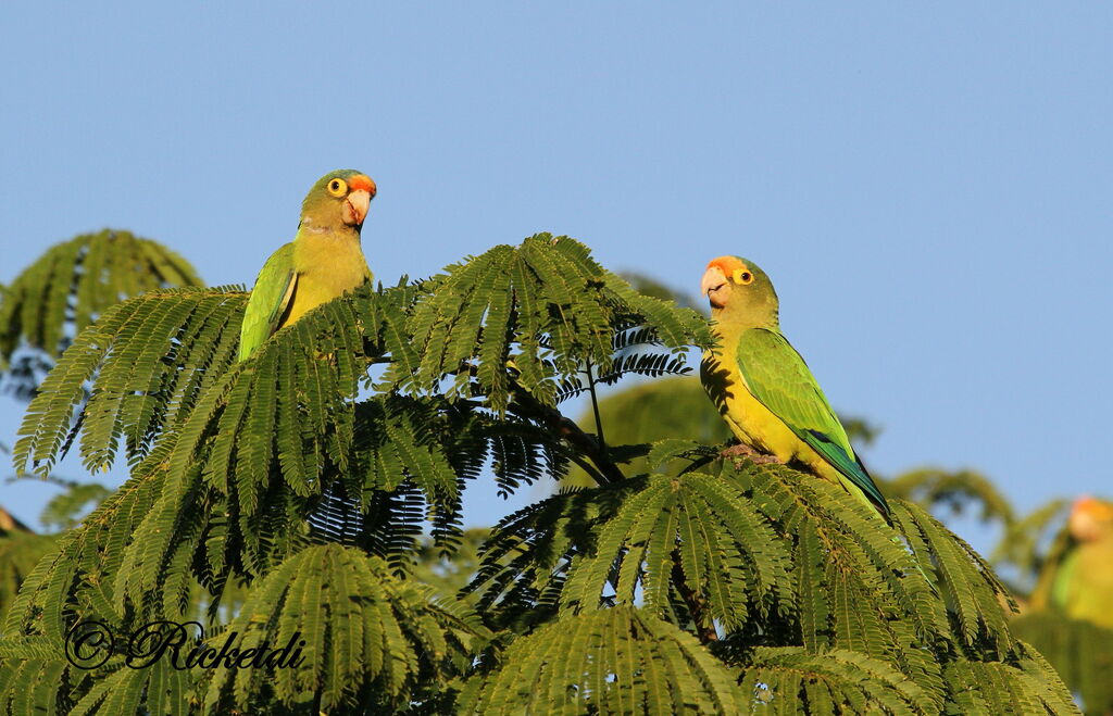 Conure à front rouge