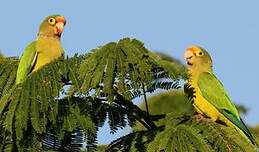 Conure à front rouge