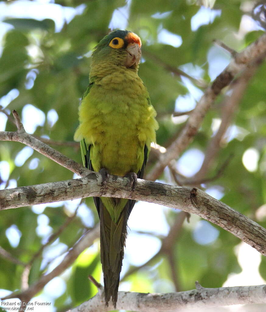 Orange-fronted Parakeet