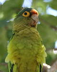 Conure à front rouge