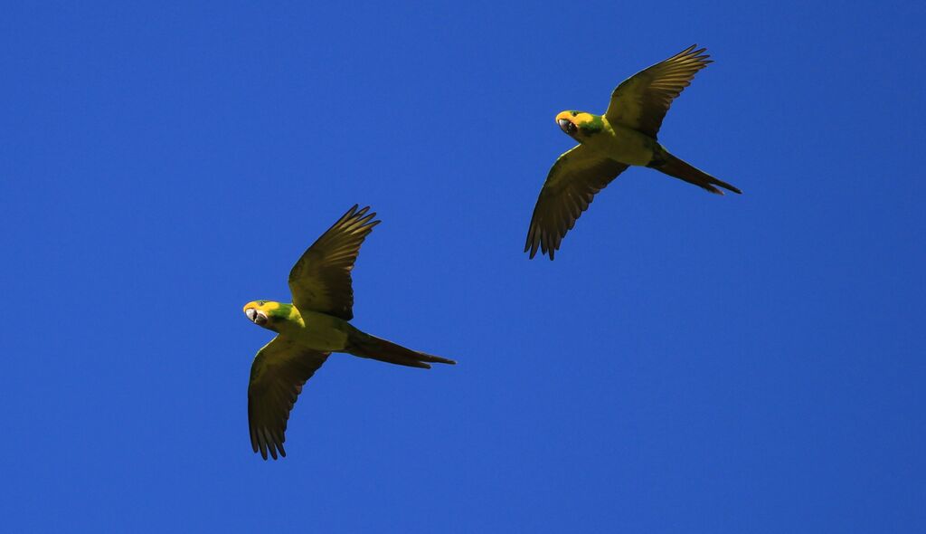 Yellow-eared Parrot