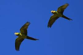 Yellow-eared Parrot