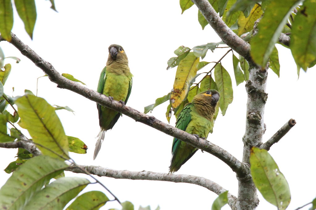 Brown-throated Parakeet