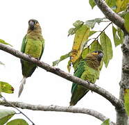 Brown-throated Parakeet