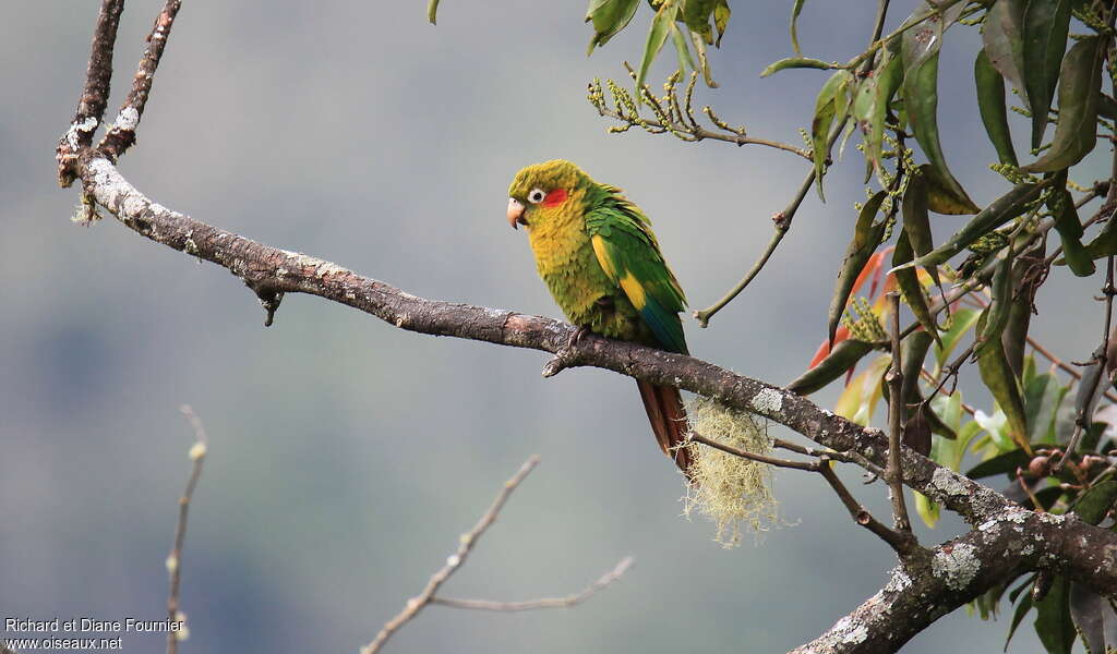 Conure de Hoffmann