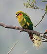 Conure de Hoffmann