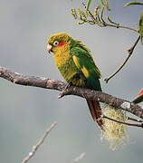 Conure de Hoffmann