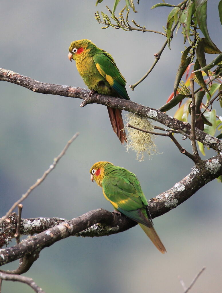 Conure de Hoffmann