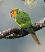 Sulphur-winged Parakeet