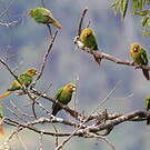 Conure de Hoffmann