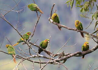 Conure de Hoffmann