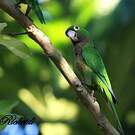 Conure naine