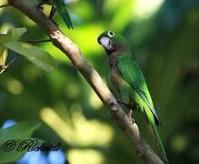 Olive-throated Parakeet