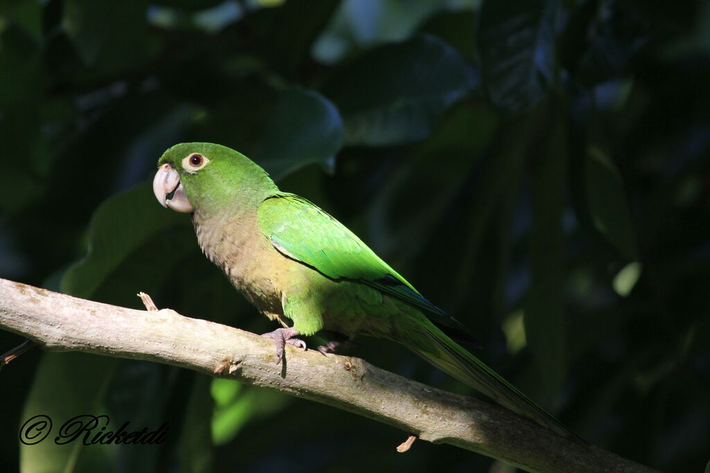 Conure naine