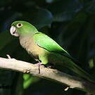 Conure naine
