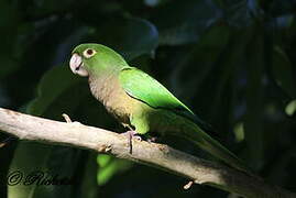 Olive-throated Parakeet