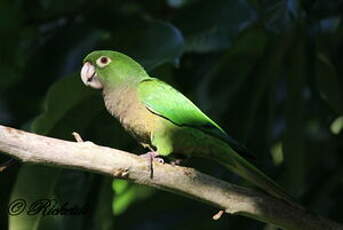 Conure naine