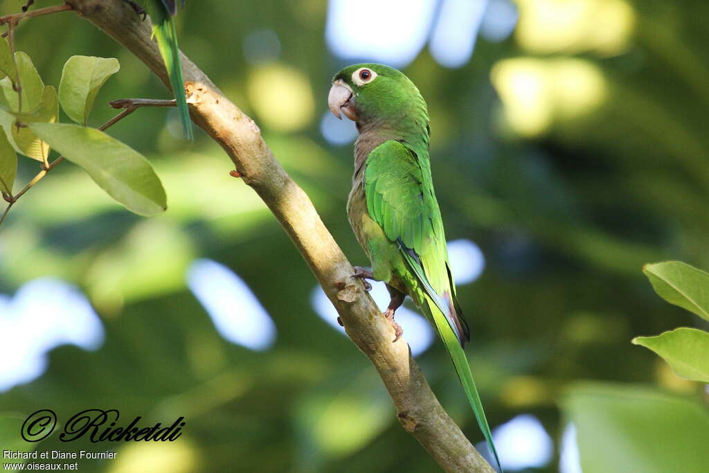 Conure naineadulte, identification