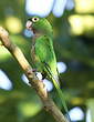 Conure naine