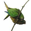 Conure naine