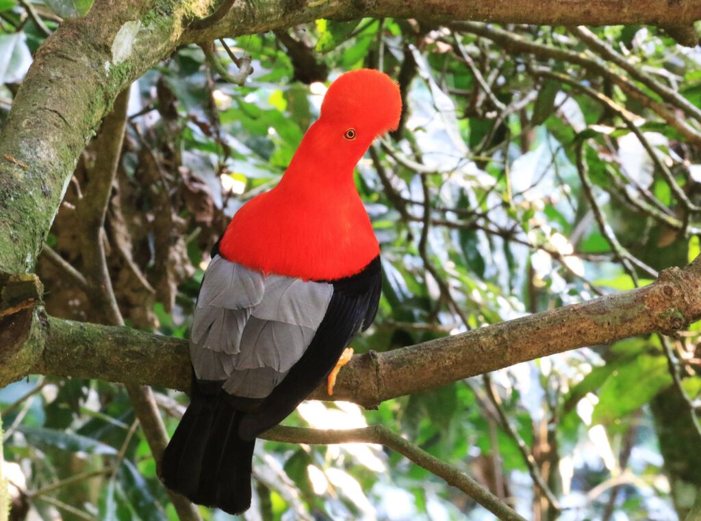 Andean Cock-of-the-rock