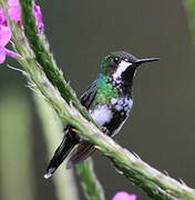 Green Thorntail