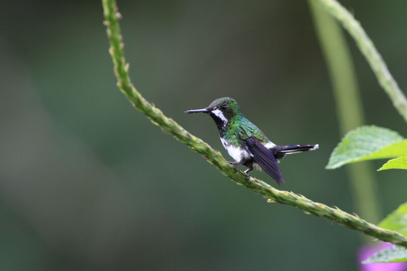 Green Thorntail female