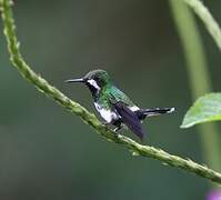 Green Thorntail