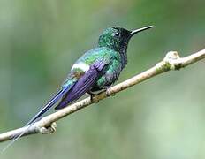 Green Thorntail