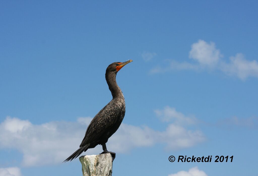 Cormoran à aigrettes