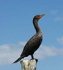 Cormoran à aigrettes