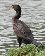 Double-crested Cormorant