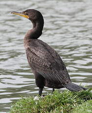 Cormoran à aigrettes