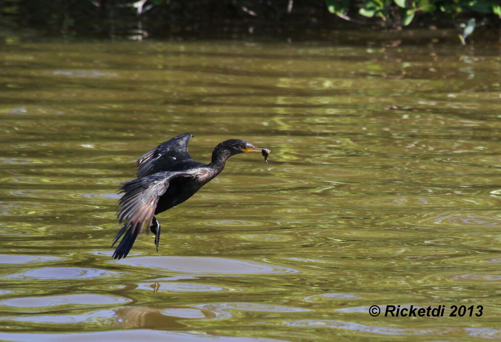 Neotropic Cormorant