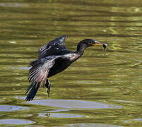 Neotropic Cormorant