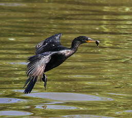 Cormoran vigua